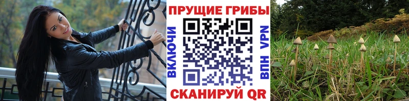 Галлюциногенные грибы GOLDEN TEACHER  Купить где  Цоци-Юрт 